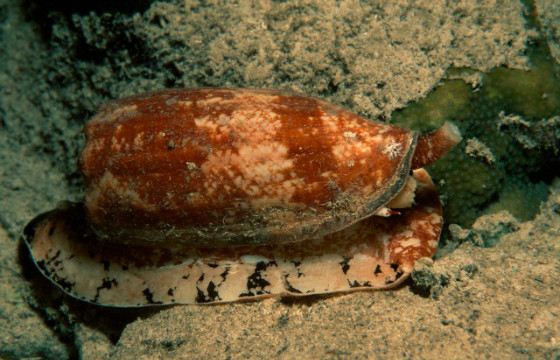 Conus geographus - самая опасная улитка в мире Conus geographus - самая опасная улитка в мире